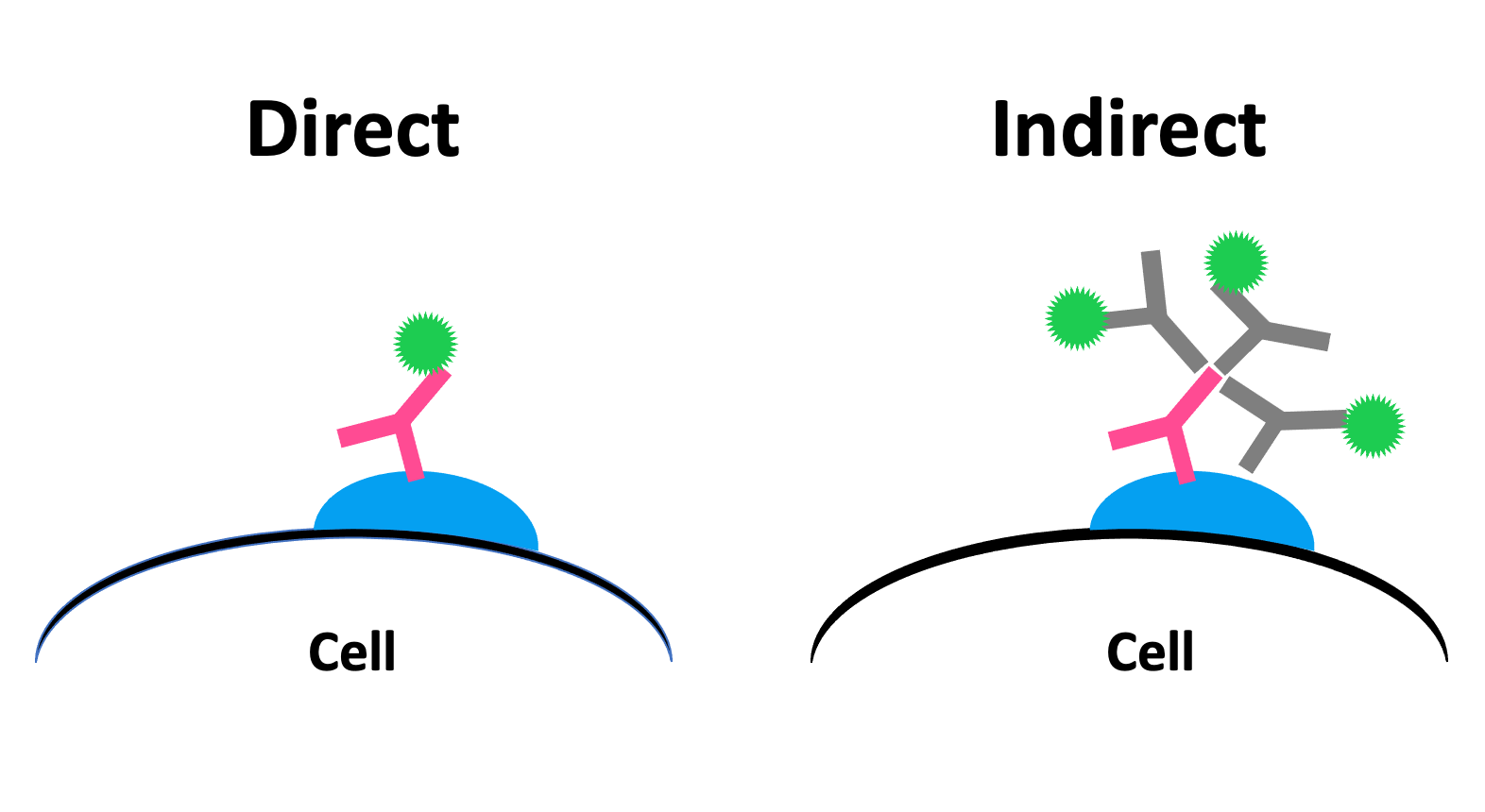 Direct Vs Indirect Detection In Microscopy FluoroFinder